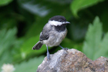 Black-capped Chickadee